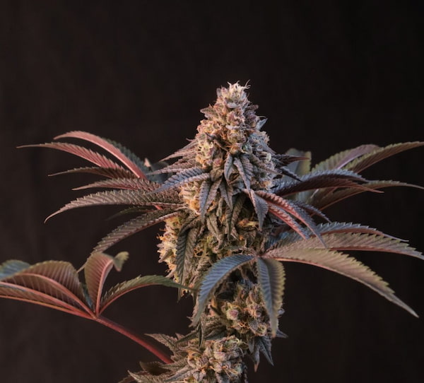 Lemon Cherry Runtz > Fast Buds | Feminisierte Hanfsamen  |  Hybrid